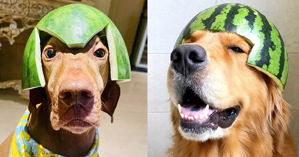 kunst Kreet Keuze 21 honden die een watermeloenhelm dragen - Ladderzat